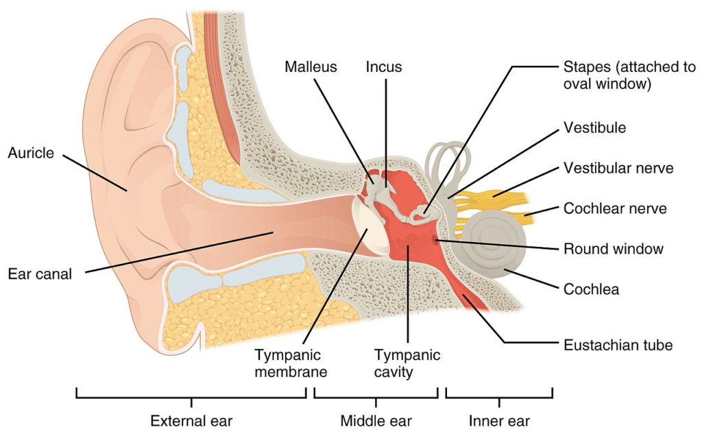 Inner Ear - Ear Plug Side Effects
